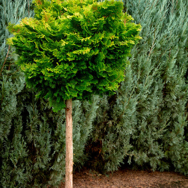 Tempelhof Cypress - Monrovia