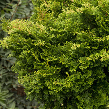Tempelhof Cypress - Monrovia