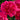 Paul M. Wild Double Peony - Monrovia