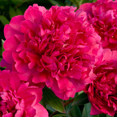 Paul M. Wild Double Peony - Monrovia