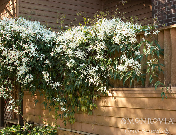 Evergreen Clematis