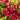 Rouge Cardinal Clematis - Monrovia