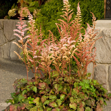 Color Flash® Astilbe - Monrovia