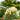 Ivory Feathers® Dwarf Pampas Grass - Monrovia