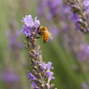 Provence French Lavender - Monrovia