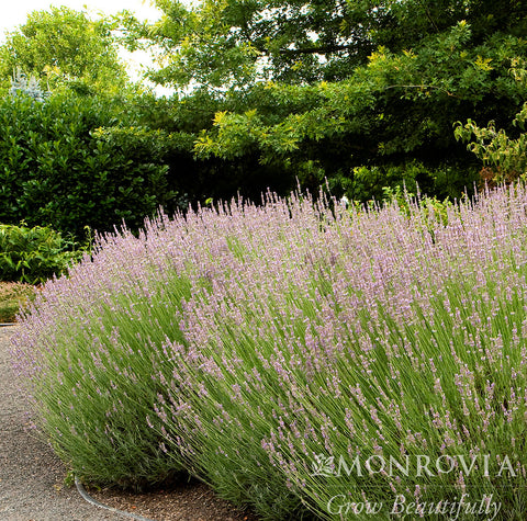 lavender french provence plant Provence French Lavender
