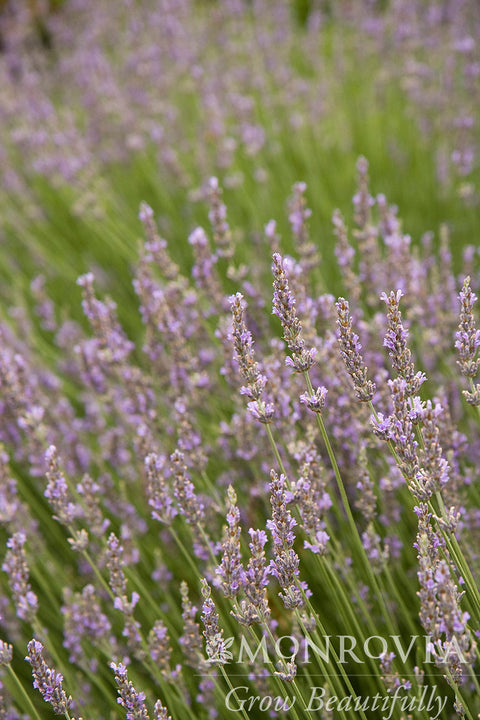 lavender plant monrovia Provence French Lavender