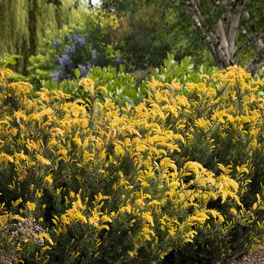 Huber's Tawny Gold Spreading Yew - Monrovia