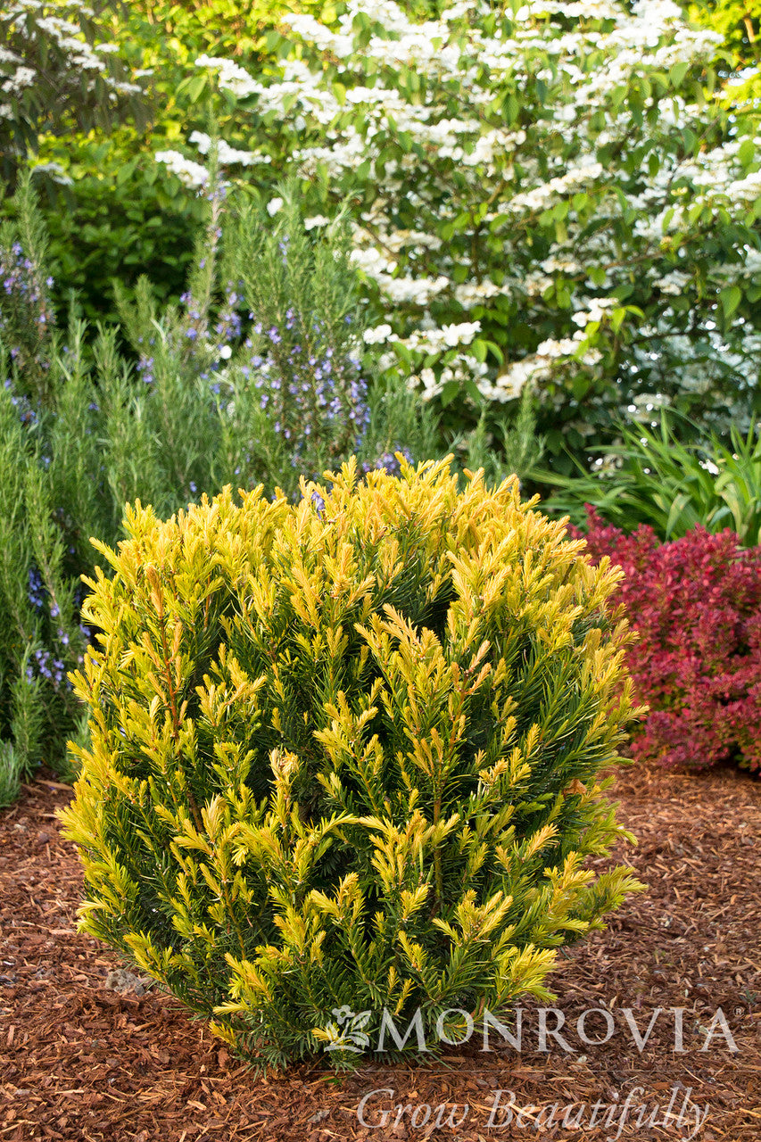 Huber's Tawny Gold Spreading Yew - Monrovia – Pike Nursery
