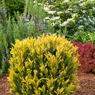 Huber's Tawny Gold Spreading Yew - Monrovia