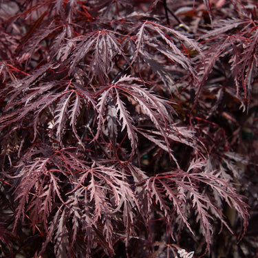 Tamukeyama Japanese Maple - Monrovia