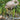 Flamingo Standing