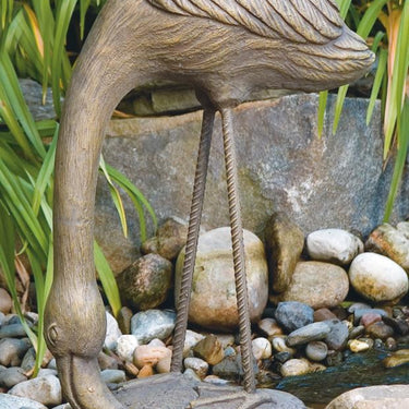 Flamingo Feeding
