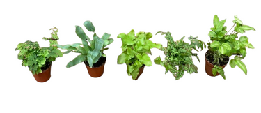 Ittie Bittie 2" Assorted Ferns