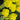 Desert Eve™ Yellow Yarrow - Monrovia