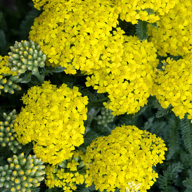 Desert Eve™ Yellow Yarrow - Monrovia