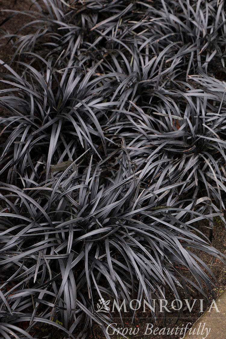 Monrovia Mondo Grass - Thumbnail 2