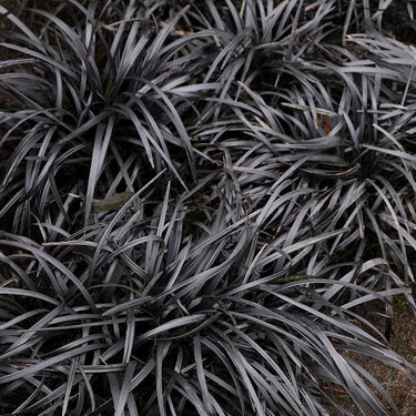 Black Mondo Grass - Monrovia