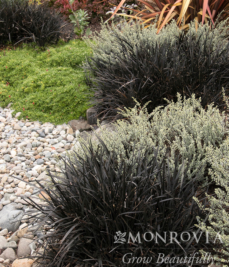 Monrovia Mondo Grass