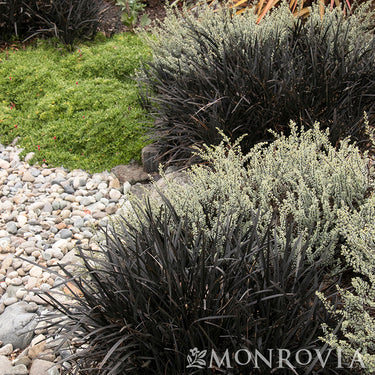 Black Mondo Grass - Monrovia