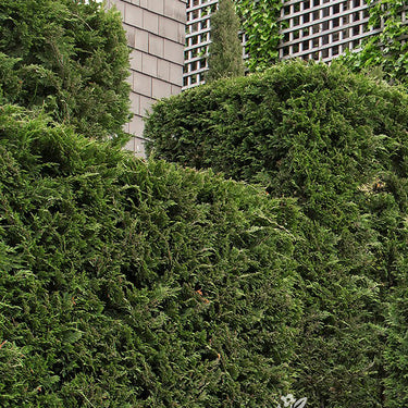 Leyland Cypress - Monrovia