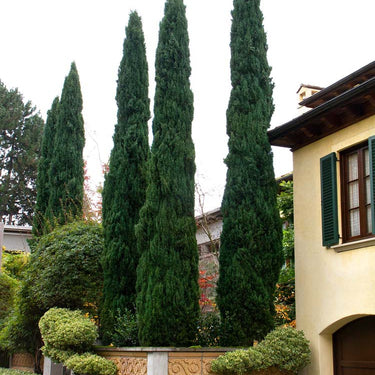 Blue Italian Cypress - Monrovia