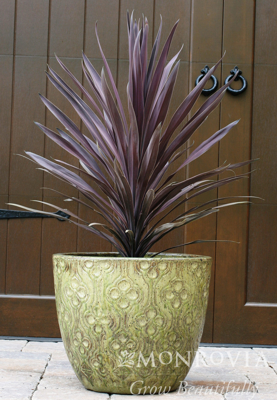 Monrovia Bauer's Cordyline