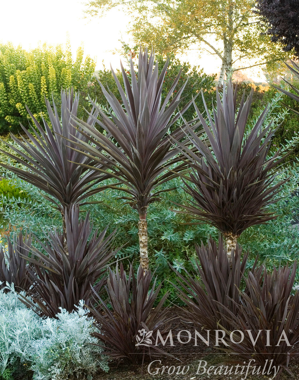 Monrovia Bauer's Cordyline - Thumbnail 2