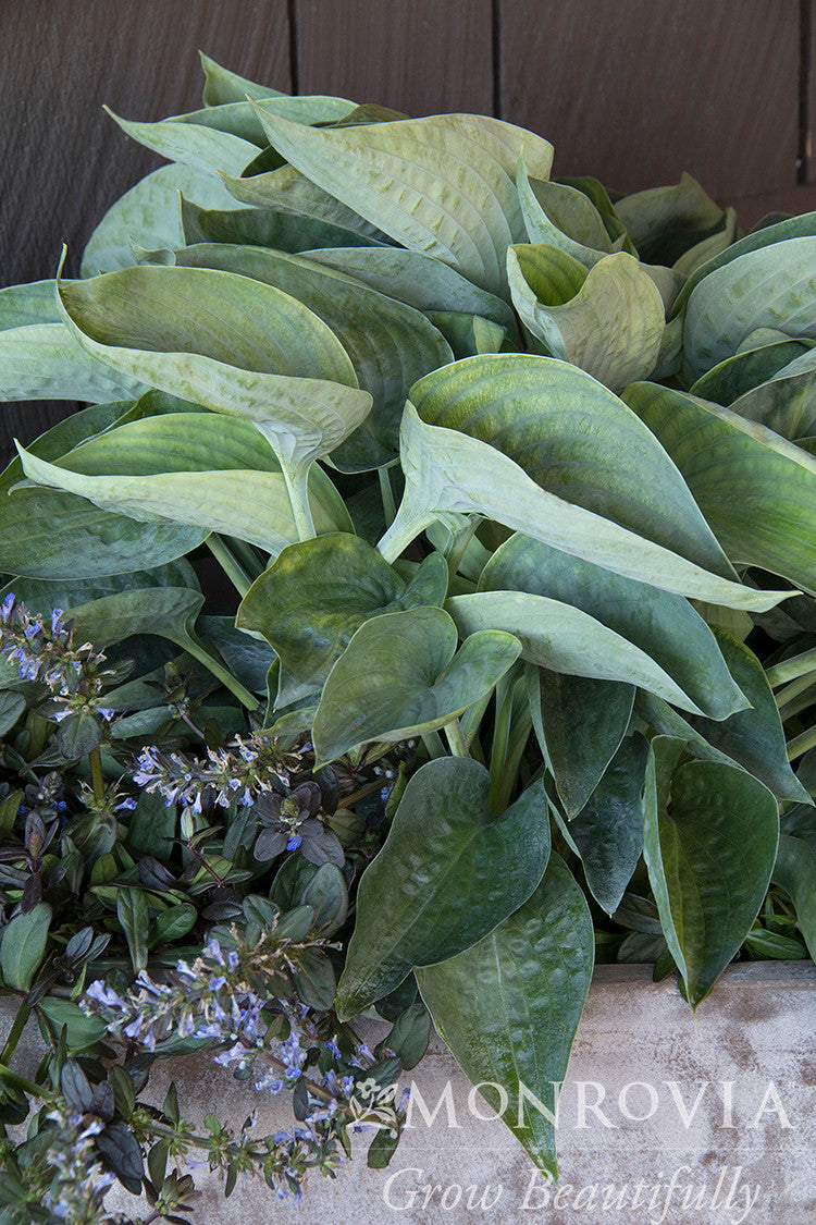 Monrovia Abiqua Drinking Gourd Hosta