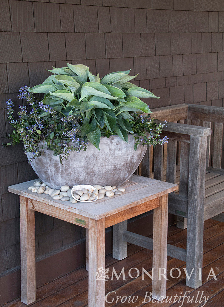 Monrovia Abiqua Drinking Gourd Hosta - Thumbnail 2