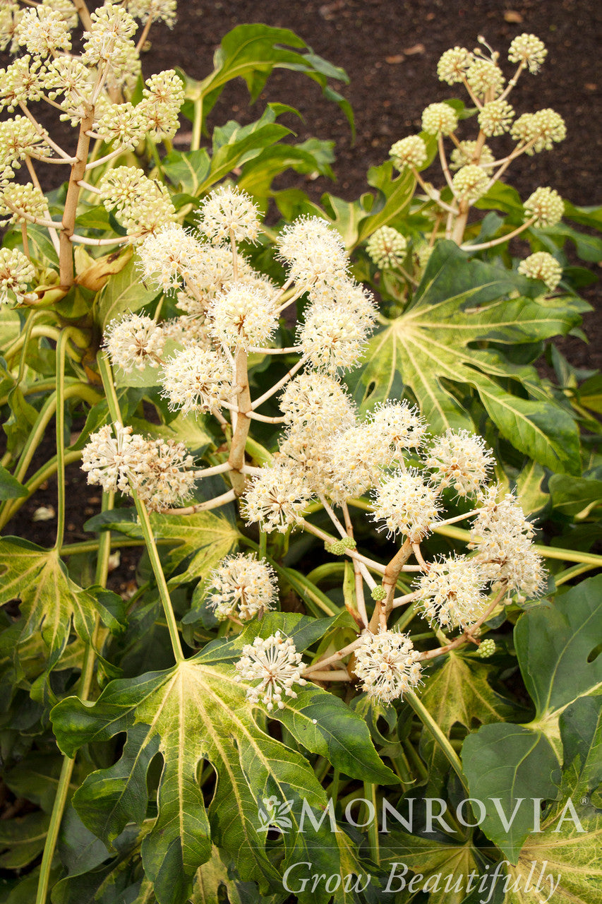 Camouflage Variegated Japanese Aralia - Thumbnail 2