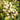 Camouflage® Variegated Japanese Aralia - Monrovia