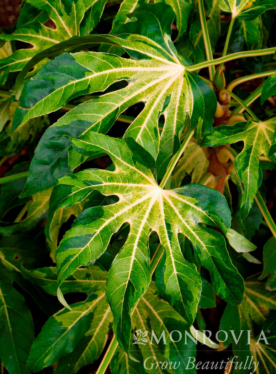 Camouflage Variegated Japanese Aralia