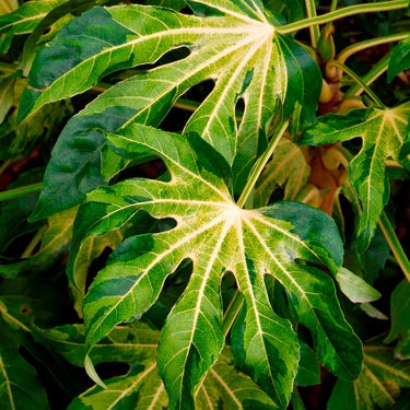 Camouflage® Variegated Japanese Aralia - Monrovia
