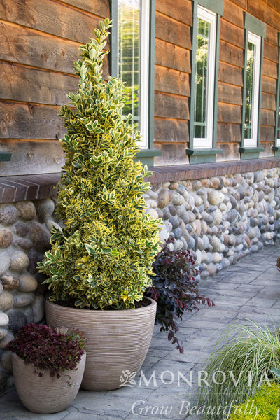 Chollipo Euonymus - Monrovia – Pike Nursery
