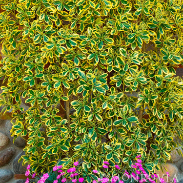 Chollipo Euonymus - Monrovia