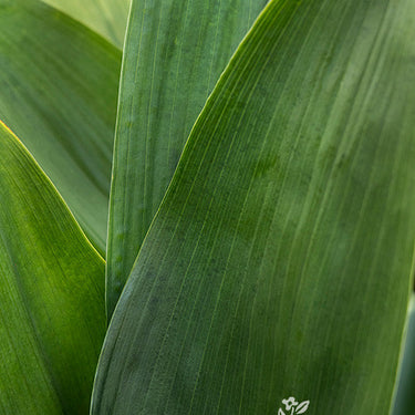 Cast Iron Plant - Monrovia