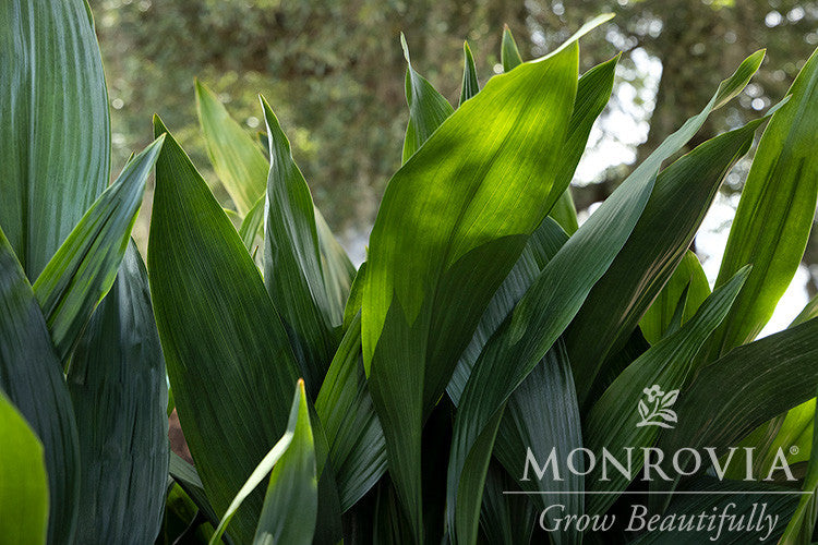 Monrovia Cast Iron Plant - Thumbnail 4
