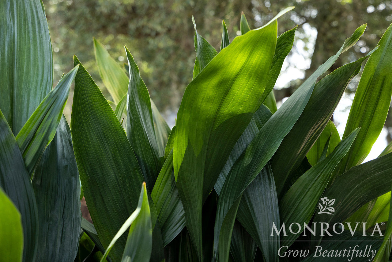 Monrovia Cast Iron Plant - Thumbnail 2