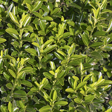 Boxleaf Euonymus - Monrovia