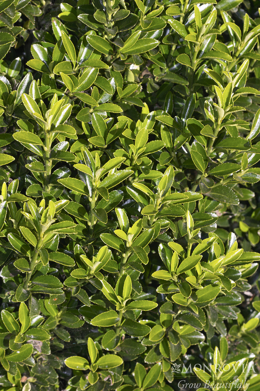 Boxleaf Euonymus - Monrovia – Pike Nursery