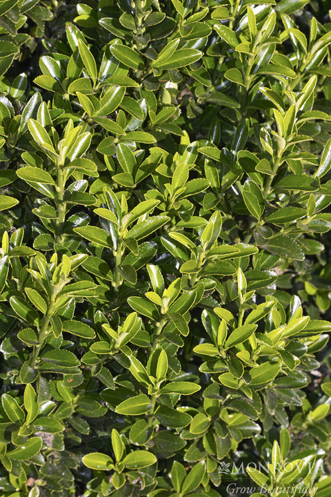 Boxleaf Euonymus - Monrovia