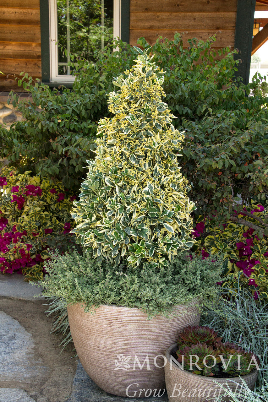 Monrovia Silver King Euonymus
