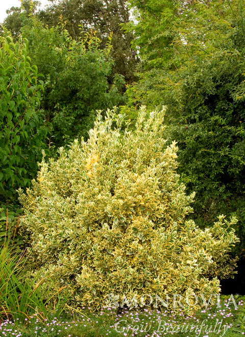 Silver King Euonymus - Monrovia