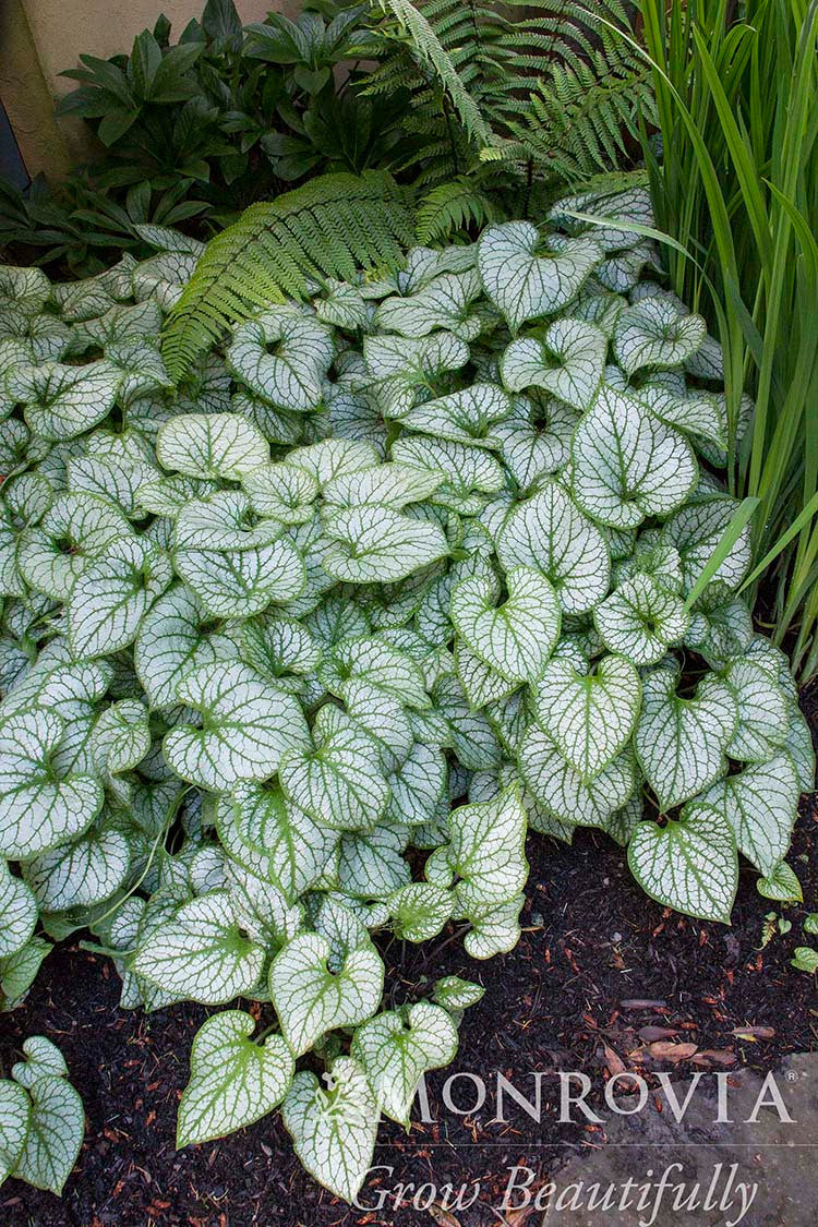 Jack Frost Brunnera - Monrovia – Pike Nursery