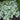 Jack Frost Brunnera - Monrovia