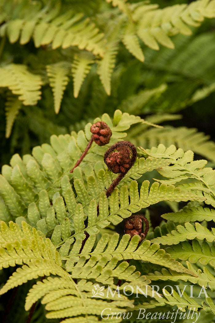 Monrovia Brilliance Autumn Fern - Thumbnail 4