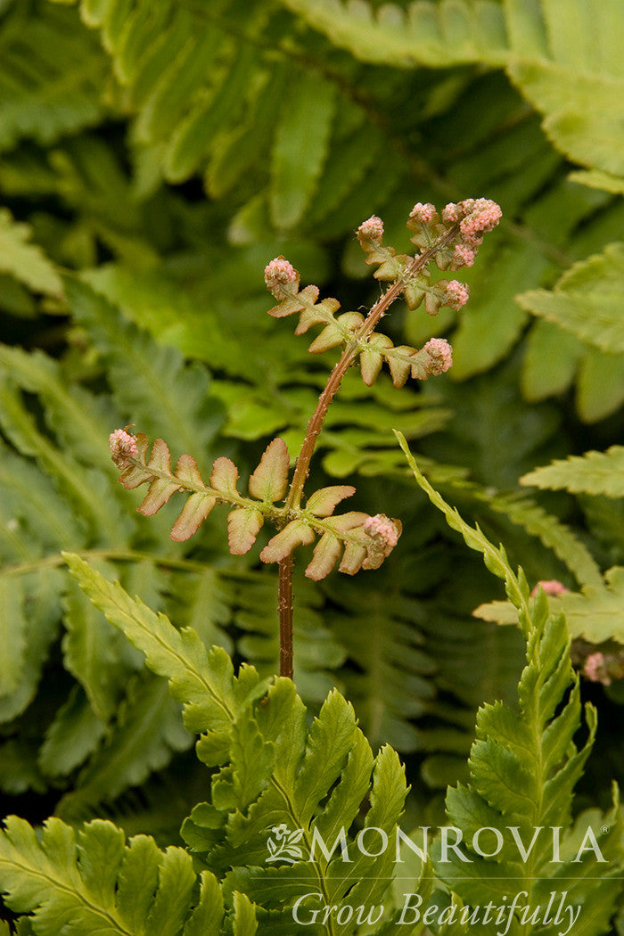 Monrovia Brilliance Autumn Fern - Thumbnail 3