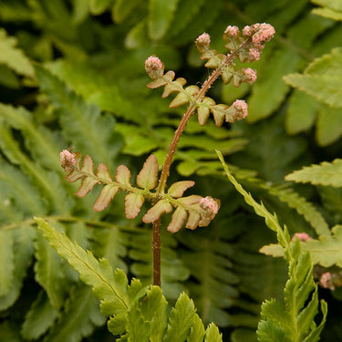 Autumn Fern - Monrovia