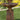 Two Tier Bella Fountain 44 inch